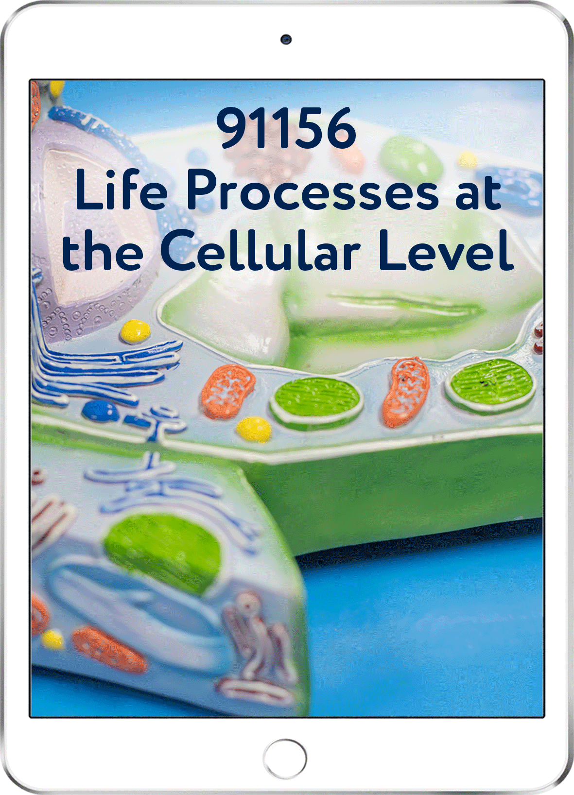 91156 Life Processes at the Cellular Level