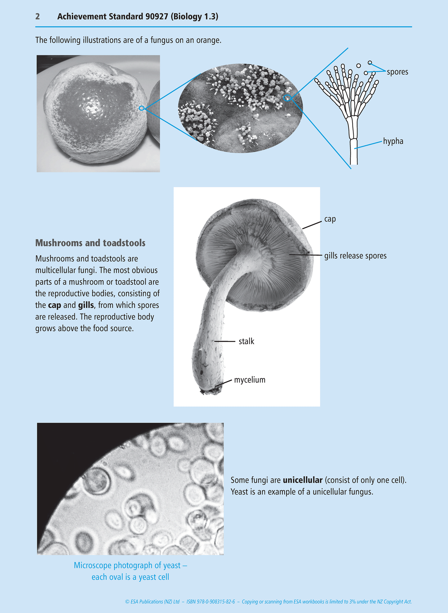 Level 1 Micro-organisms 1.3 Learning Workbook