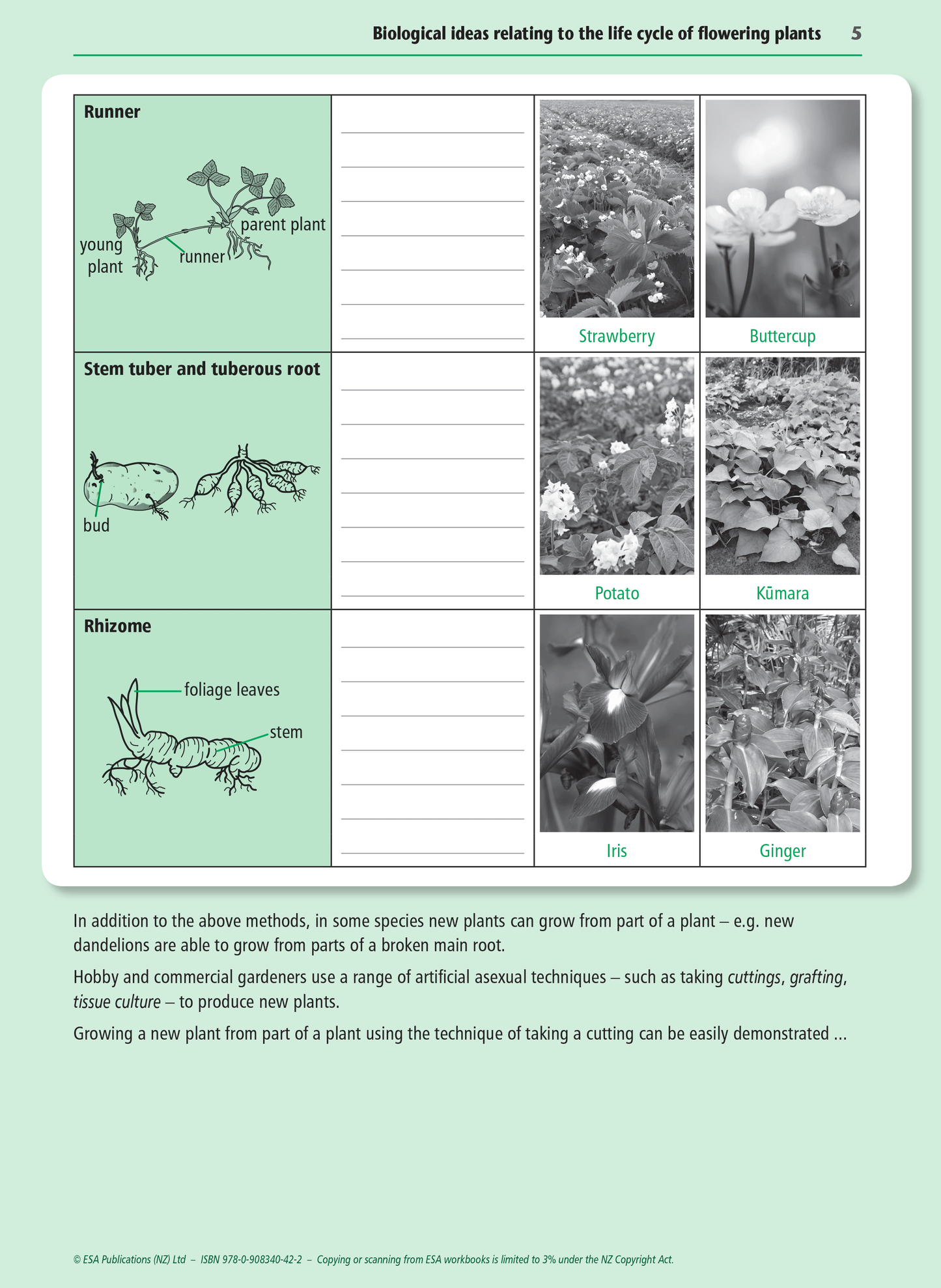 Level 1 Flowering Plants 1.4 Learning Workbook