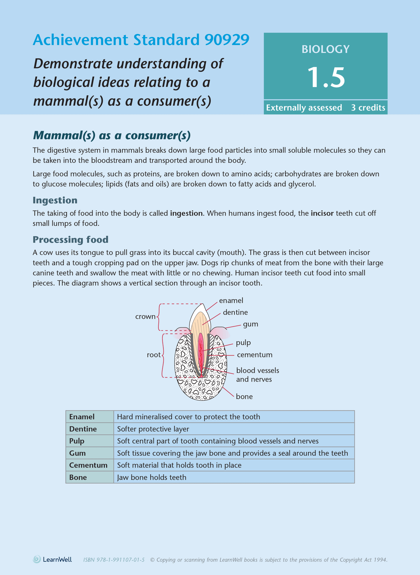 Level 1 Biology AME Workbook for NCEA 2023 edition