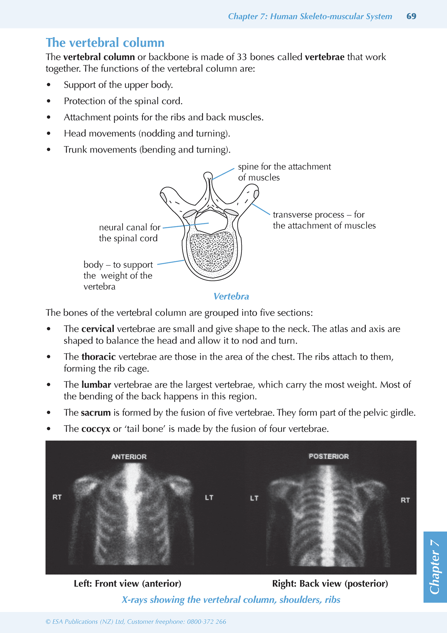 Level 1 Biology ESA Study Guide