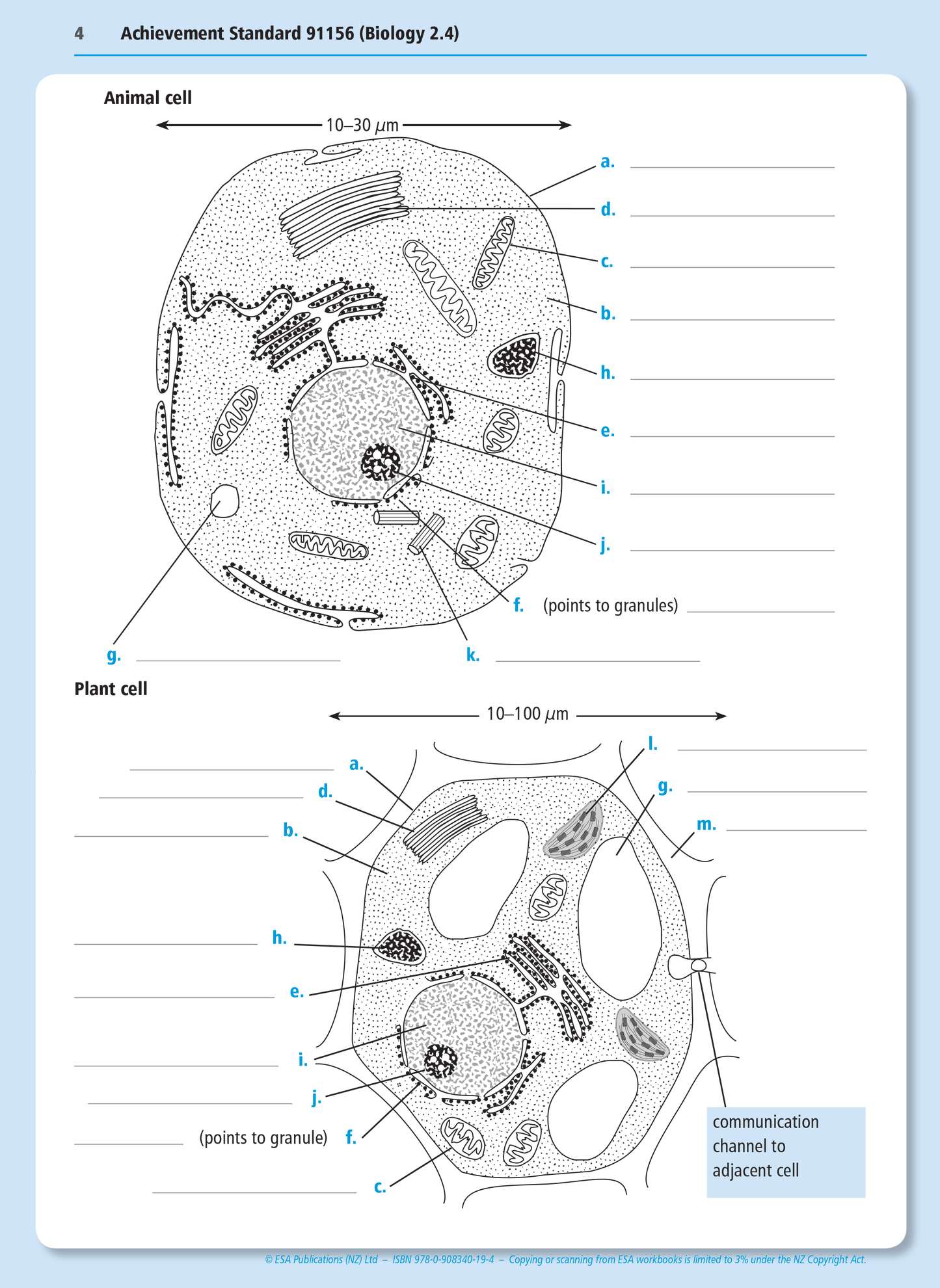 Level 2 Life Processes at the Cellular Level 2.4 Learning Workbook