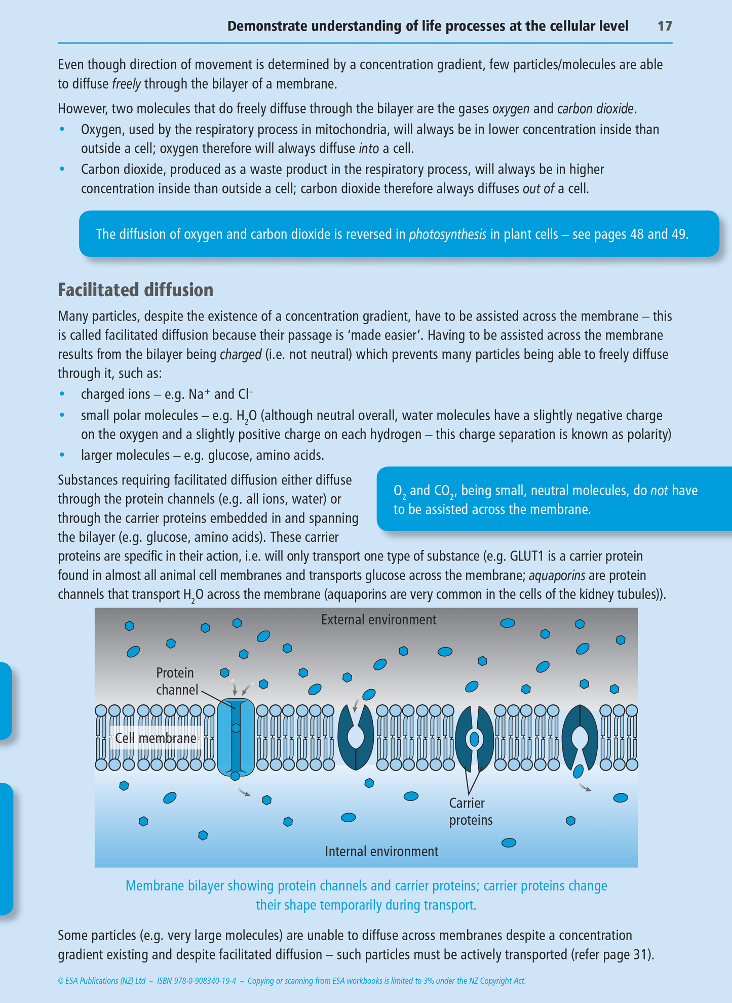 Level 2 Life Processes at the Cellular Level 2.4 Learning Workbook