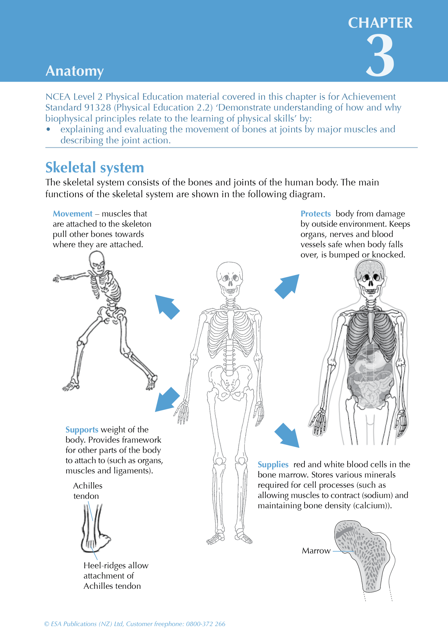 Level 2 Physical Education ESA Study Guide