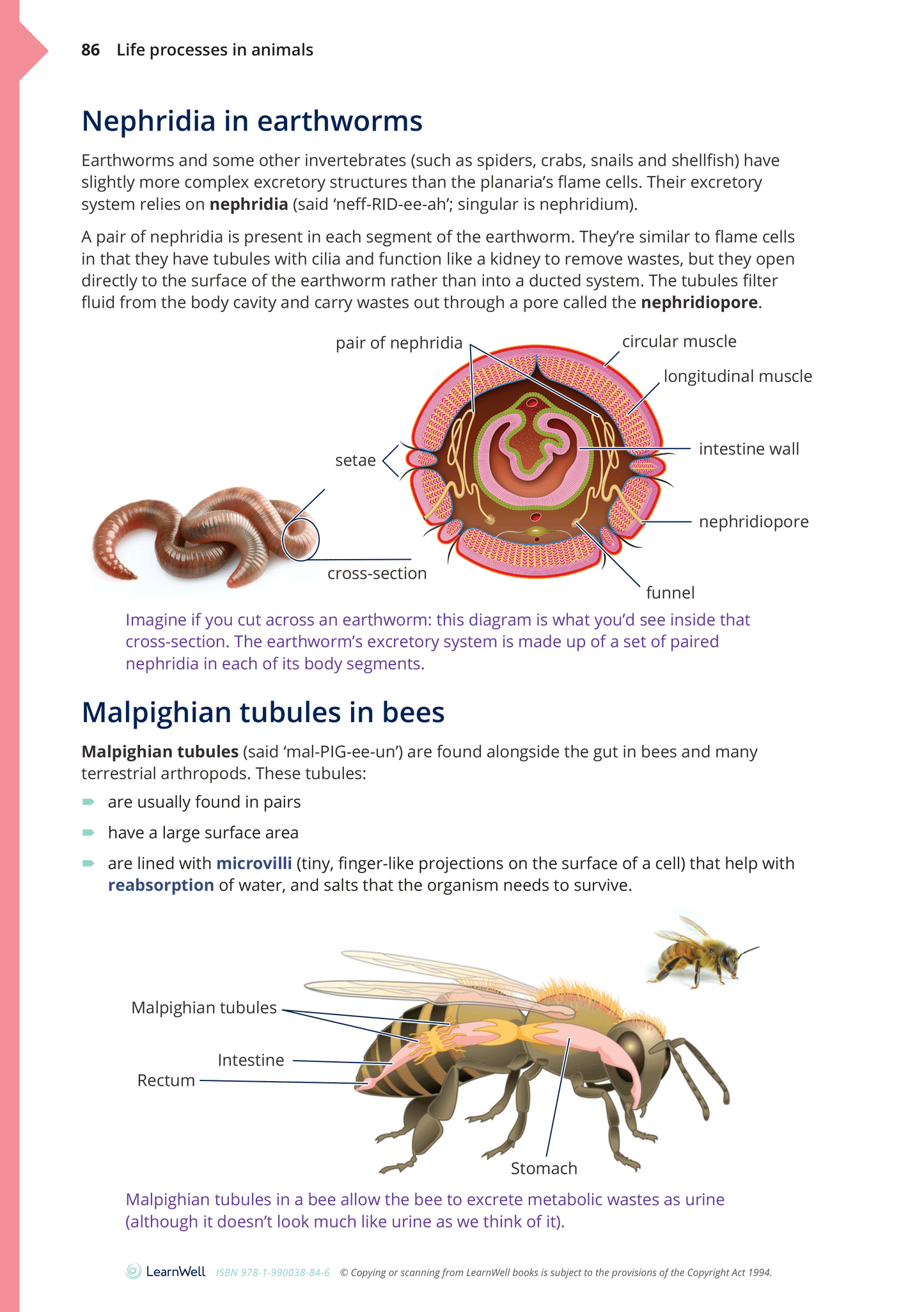 Year 10 Living World Learning Guide
