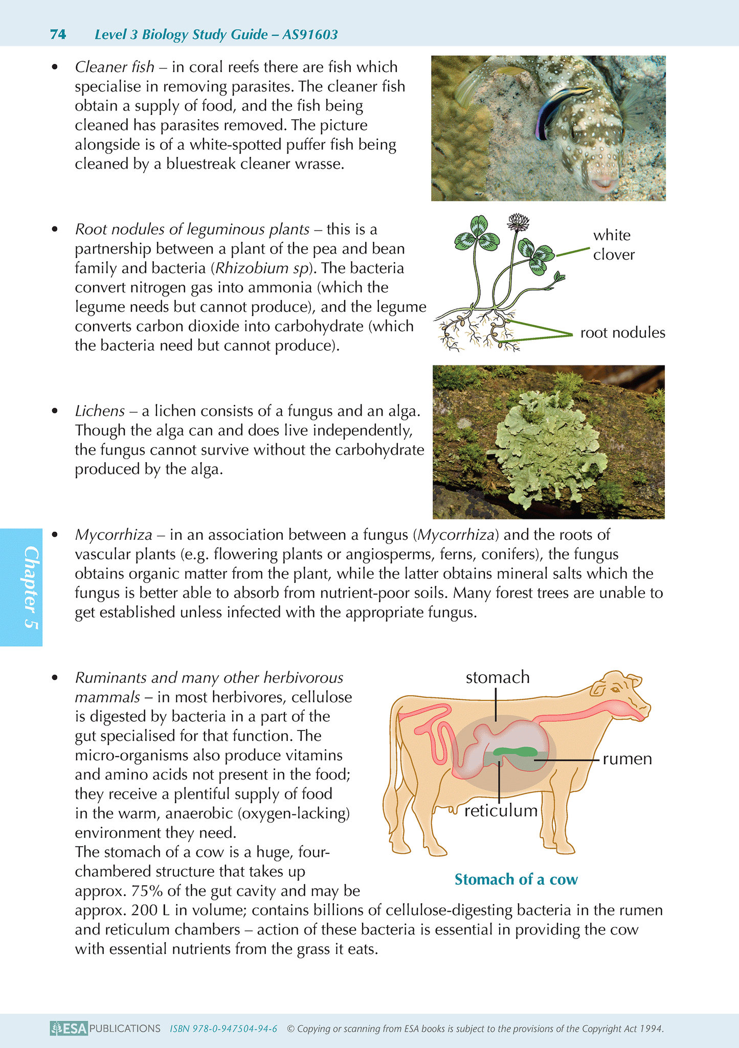 Level 3 Biology ESA Study Guide
