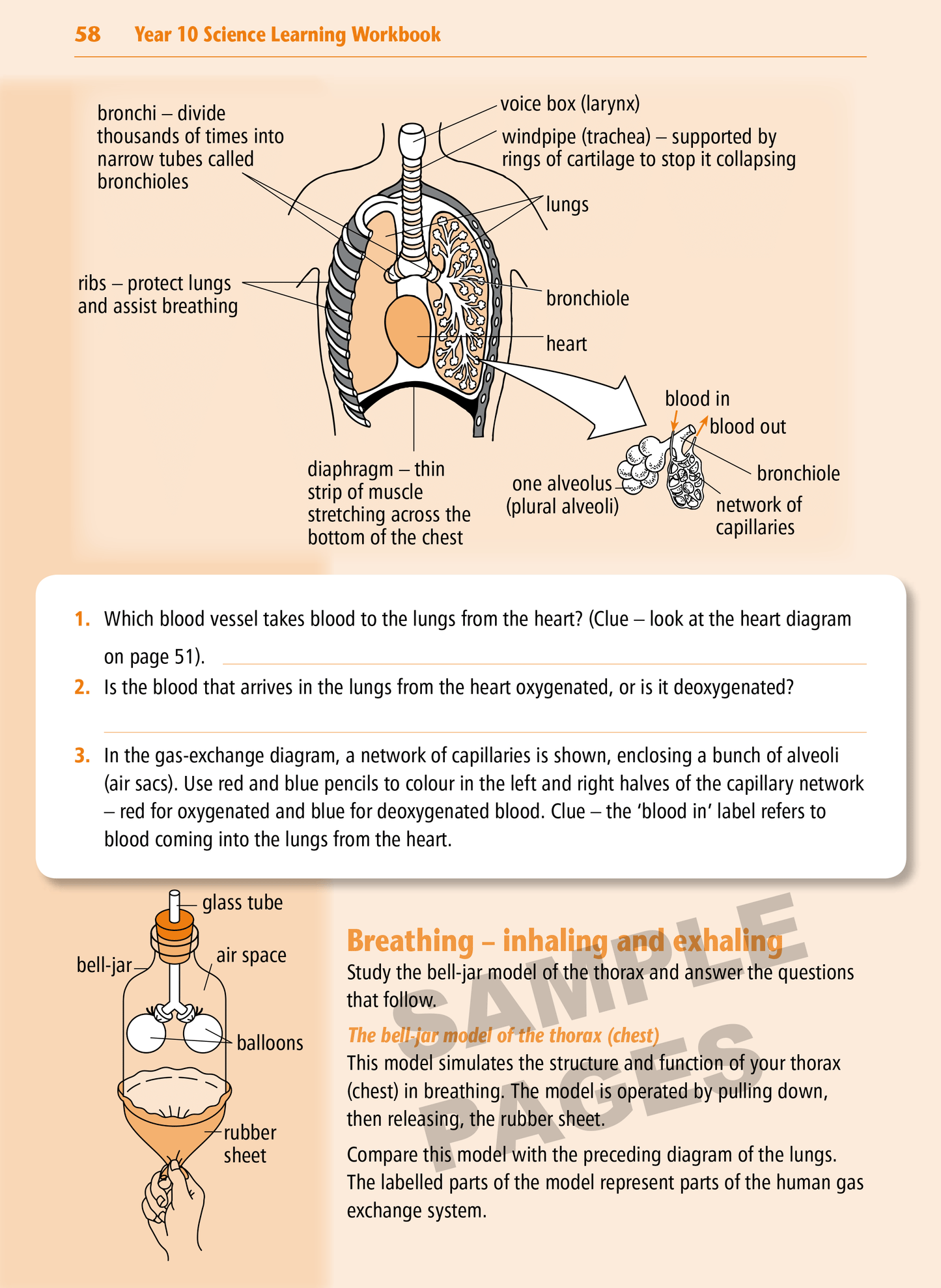 Year 10 Science Learning Workbook